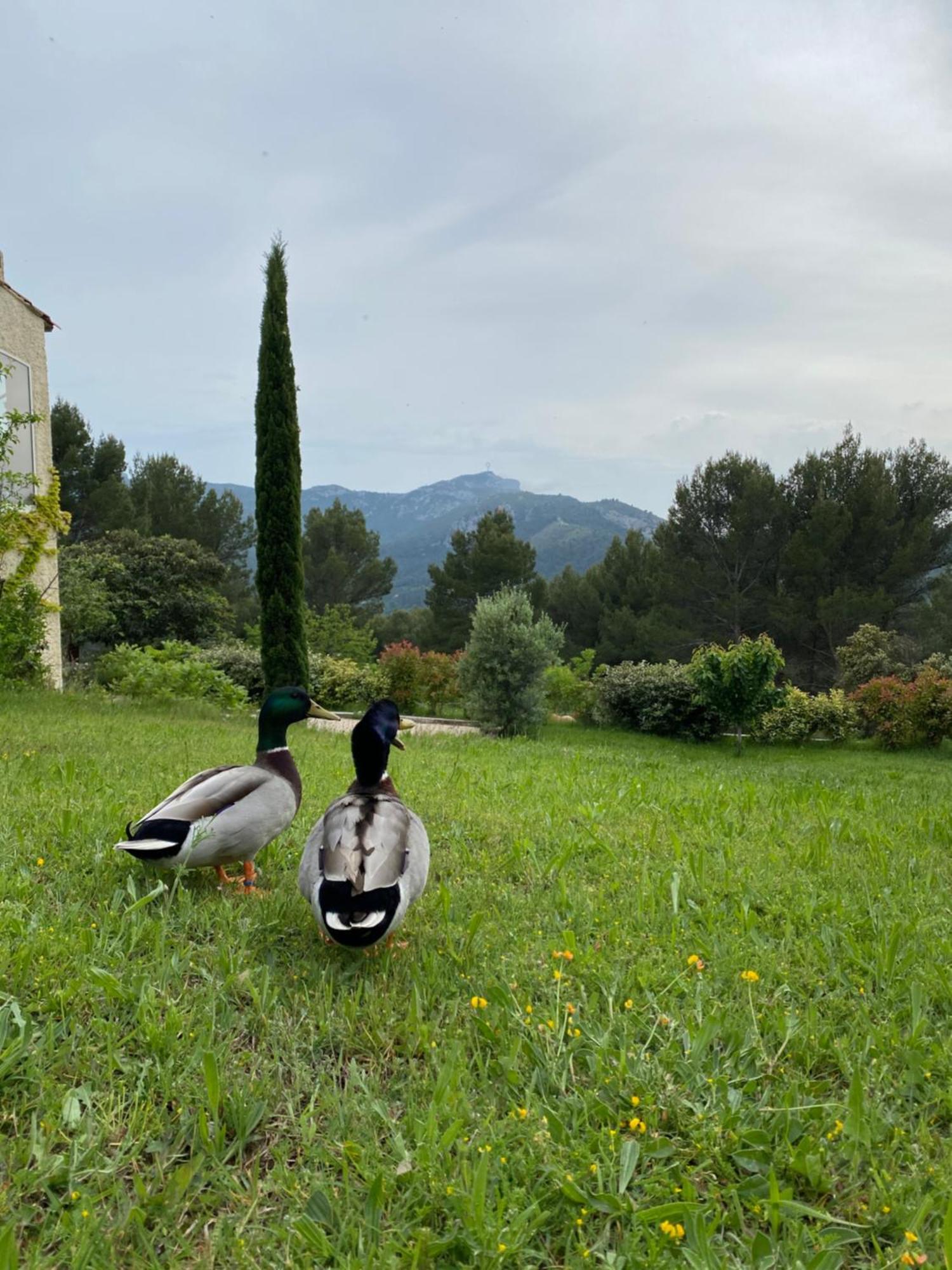 La Maison Perchee Auriol Exteriér fotografie